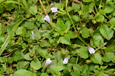 APII jpeg image of Torenia crustacea  © contact APII