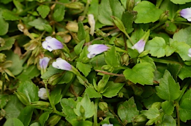 APII jpeg image of Torenia crustacea  © contact APII