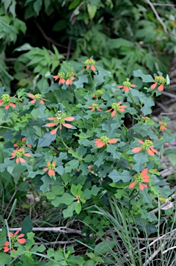 APII jpeg image of Euphorbia cyathophora  © contact APII