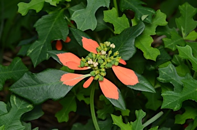 APII jpeg image of Euphorbia cyathophora  © contact APII