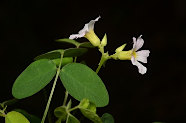 APII jpeg image of Oxalis barrelieri  © contact APII