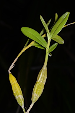 APII jpeg image of Dendrobium crumenatum  © contact APII