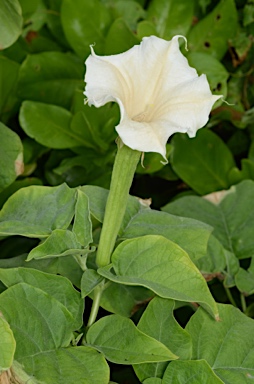 APII jpeg image of Datura metel  © contact APII