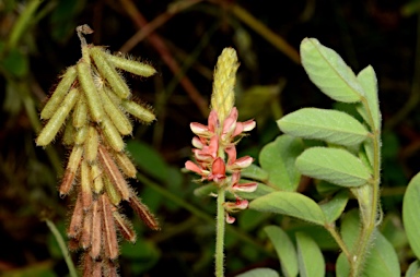 APII jpeg image of Indigofera hirsuta  © contact APII