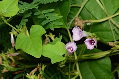 APII jpeg image of Ipomoea triloba  © contact APII