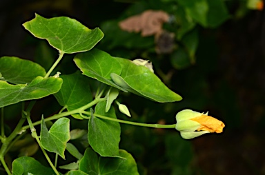 APII jpeg image of Abutilon listeri  © contact APII