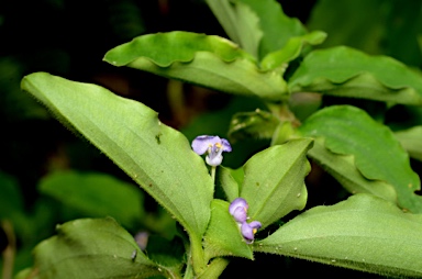 APII jpeg image of Commelina benghalensis  © contact APII