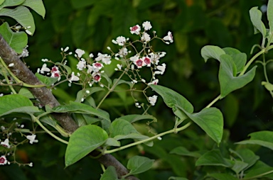 APII jpeg image of Paederia foetida  © contact APII