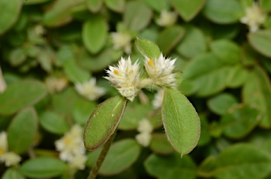 APII jpeg image of Alternanthera ficoidea  © contact APII