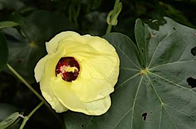 APII jpeg image of Hibiscus tiliaceus  © contact APII