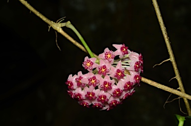 APII jpeg image of Hoya aldrichii  © contact APII