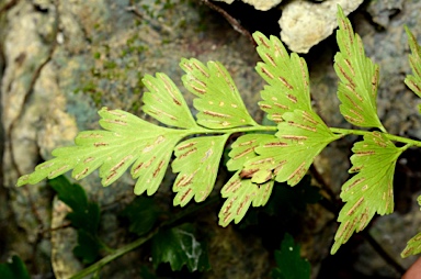 APII jpeg image of Asplenium listeri  © contact APII