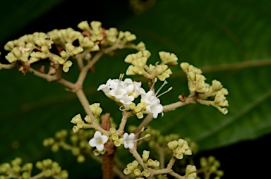 APII jpeg image of Callicarpa longifolia  © contact APII