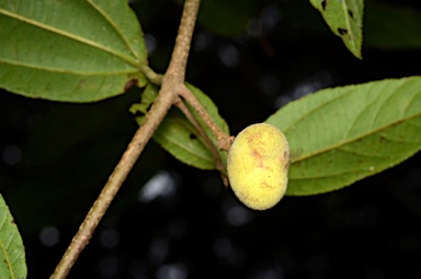 APII jpeg image of Grewia acuminata  © contact APII