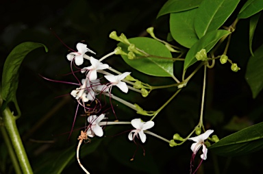 APII jpeg image of Clerodendrum inerme  © contact APII