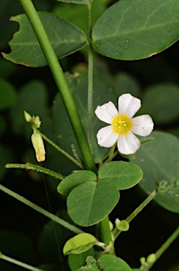 APII jpeg image of Oxalis barrelieri  © contact APII