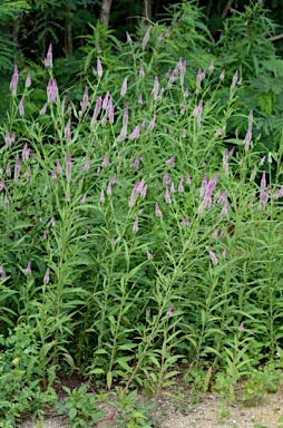 APII jpeg image of Celosia argentea  © contact APII