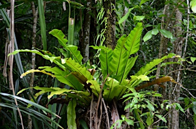 APII jpeg image of Asplenium nidus  © contact APII