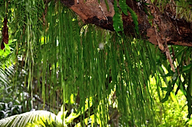 APII jpeg image of Asplenium listeri,<br/>Haplopteris elongata  © contact APII