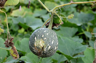 APII jpeg image of Cucurbita moschata  © contact APII