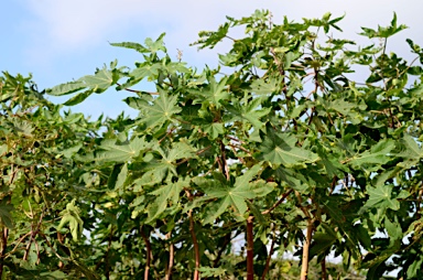 APII jpeg image of Ricinus communis  © contact APII