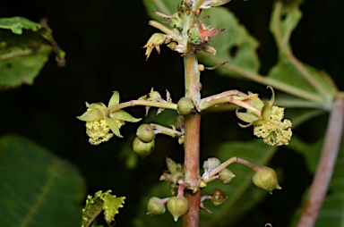 APII jpeg image of Ricinus communis  © contact APII