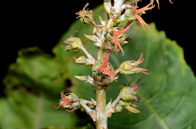 APII jpeg image of Ricinus communis  © contact APII