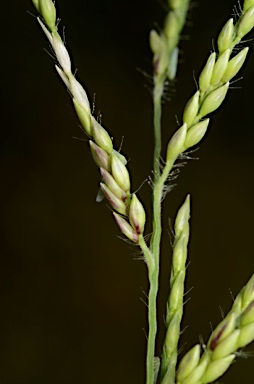 APII jpeg image of Urochloa  © contact APII