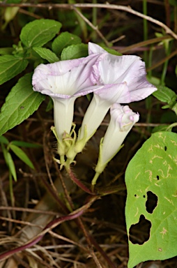 APII jpeg image of Ipomoea nil  © contact APII