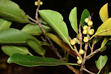 APII jpeg image of Ficus microcarpa  © contact APII