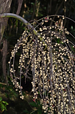 APII jpeg image of Arenga listeri  © contact APII