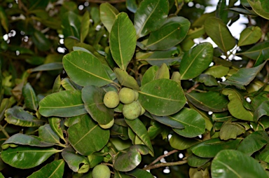 APII jpeg image of Calophyllum inophyllum  © contact APII