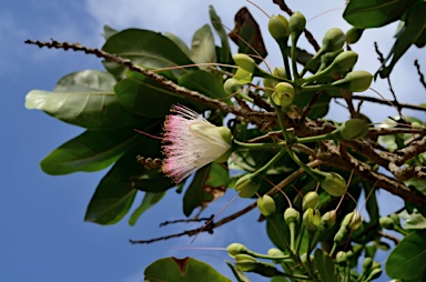 APII jpeg image of Barringtonia asiatica  © contact APII