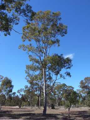 APII jpeg image of Angophora leiocarpa  © contact APII