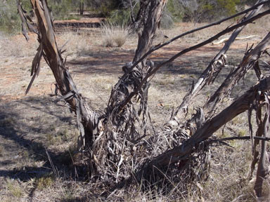 APII jpeg image of Eucalyptus formanii  © contact APII