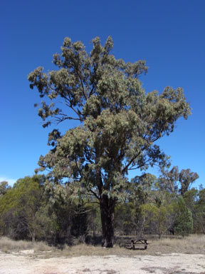 APII jpeg image of Eucalyptus crebra  © contact APII