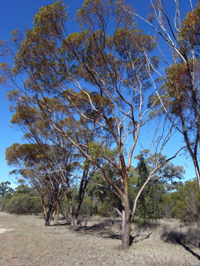 APII jpeg image of Eucalyptus salubris  © contact APII