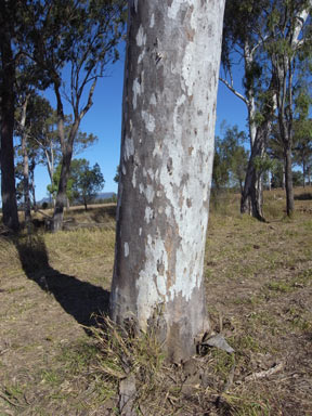 APII jpeg image of Corymbia citriodora  © contact APII