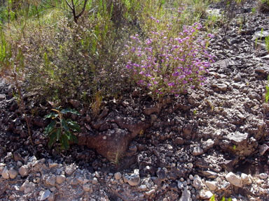 APII jpeg image of Mirbelia speciosa subsp. ringrosei  © contact APII