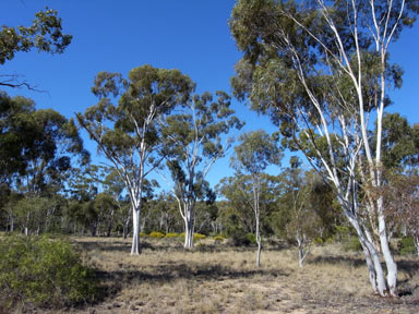 APII jpeg image of Eucalyptus thozetiana  © contact APII