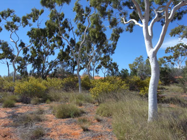 APII jpeg image of Corymbia aparrerinja  © contact APII