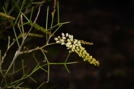 APII jpeg image of Grevillea kenneallyi  © contact APII