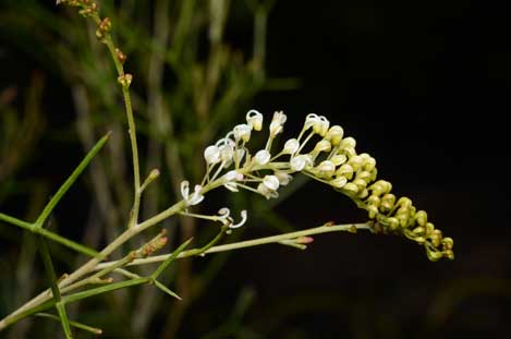 APII jpeg image of Grevillea kenneallyi  © contact APII