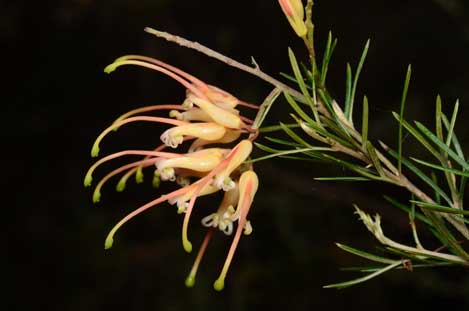 APII jpeg image of Grevillea x semperflorens  © contact APII