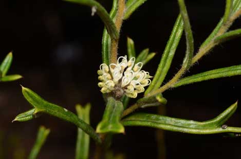 APII jpeg image of Grevillea marriottii  © contact APII