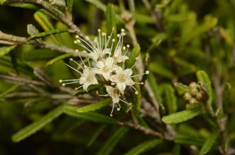 APII jpeg image of Phebalium glandulosum subsp. glandulosum  © contact APII