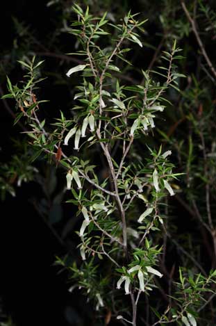 APII jpeg image of Leucopogon biflorus  © contact APII