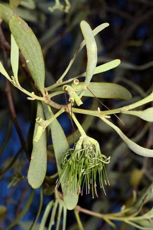 APII jpeg image of Amyema maidenii subsp. angustifolia  © contact APII