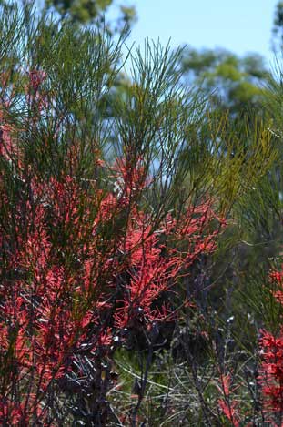 APII jpeg image of Hakea orthorrhyncha  © contact APII