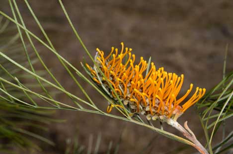 APII jpeg image of Grevillea pteridifolia  © contact APII